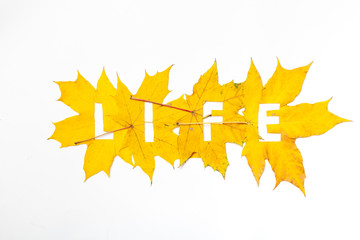 Life.  Letters carved from wedge leaves