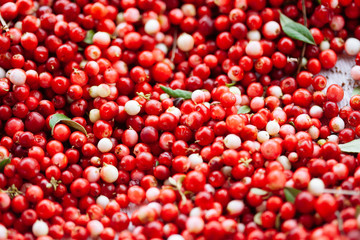Red ripe berries of a cowberry (lingonberry, Vaccinium vitis-idaea, partridgeberry) with green leaves.
