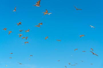 Flying pelicans and clear blue sky background