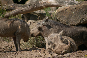 Common warthogs resting on the ground