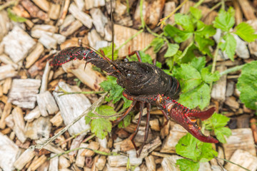 Close up of American Red Crayfish or Louisiana crawfish, Procambarus clarkii, standing on tail in threatening posture with claws outstretched to avert threat