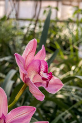 Boat Orchid (Cymbidium cv) in greenhouse