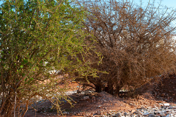 two argan trees undergoing the drought in southern morocco