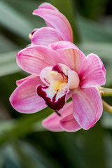 Naklejka na ściany i meble Boat Orchid (Cymbidium cv) in greenhouse