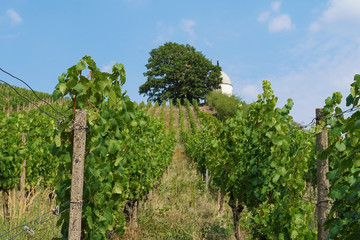 Fototapeta na wymiar The Wackerbarth vineyard and the viewpoint Jacobstein in Radebeul near Dresden 