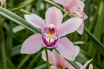 Fototapeta na wymiar Boat Orchid (Cymbidium cv) in greenhouse