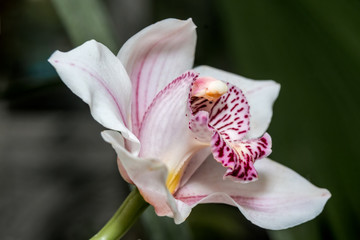 Boat Orchid (Cymbidium cv) in greenhouse