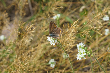A brown argus butterfly on a flower