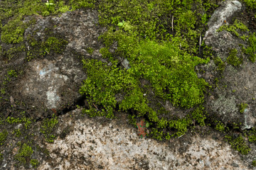 Green moss in the forest. Jungle stones, greenery. Pure nature