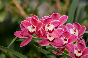 Obraz premium Boat Orchid (Cymbidium cv) in greenhouse