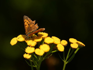 Scarce copper (Lycaena virgaureae) - orange butterfly on yellow tansy flowers (Tanacetum vulgare), Gdansk, Poland