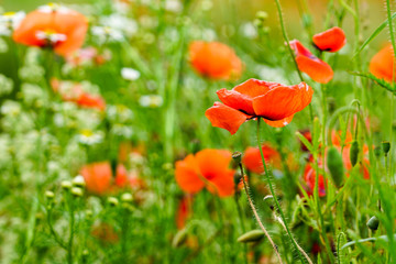 field of bright red poppy flowers in summer