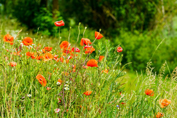 field of bright red poppy flowers in summer
