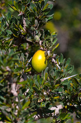 close-up of the fruit of the argan tree, its oil used in cosmetics, pharmacy and medicine