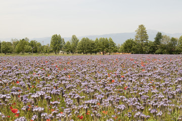 Lavanda natura e paesaggio