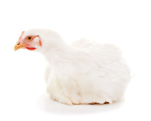 One white chicken.