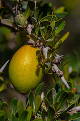 close-up of the fruit of the argan tree, its oil used in cosmetics, pharmacy and medicine