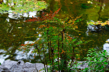 close up of plants growing on foreground