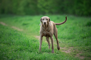 Hund, der freund des Menschen