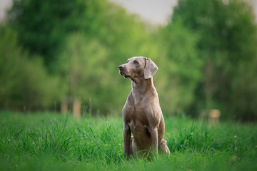 Hund, der bester freund des Menschen