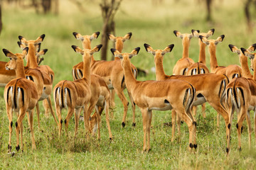 Herd of female Impala, Serengeti National Park, Tanzania, Africa. - obrazy, fototapety, plakaty