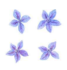 Set of flowers - Blue clematis  isolated on a white background.