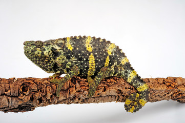 Meller's chameleon / Mellers Riesenchamäleon (Trioceros melleri) © bennytrapp