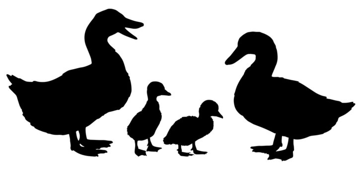 Black and white silhouettes of a duck family with duck, drake and ducklings. Vector illustration. 