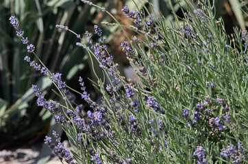 lavender in the garden
