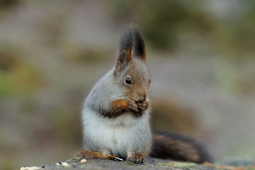 Squirrel eating nut