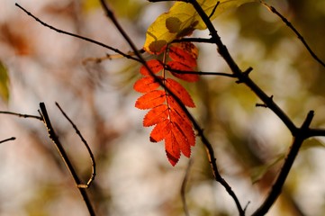 autumn leaves in the sun