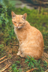 Fluffy dirty homeless red cat sits relax in a garden near blooming spring flowers. Clear weather, the animal enjoys. Shallow depths of the field