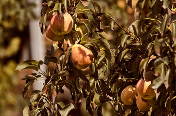 Pear tree with pears in warm shade