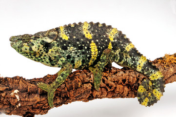 Meller's chameleon / Mellers Riesenchamäleon (Trioceros melleri) © bennytrapp