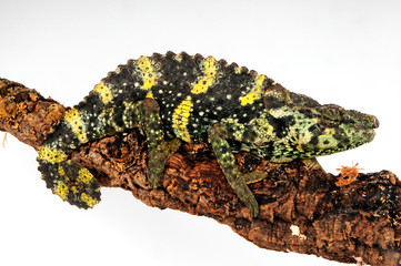 Meller's chameleon / Mellers Riesenchamäleon (Trioceros melleri) © bennytrapp