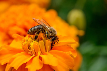 A bee collects nectar on a flower.