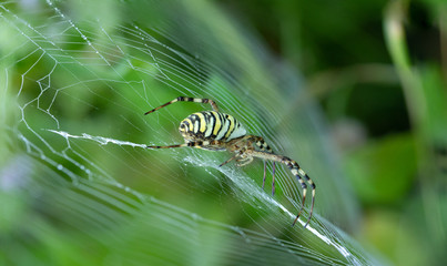 Argiope bruennichi, a tiger spider with red and yellow stripes on the abdomen.