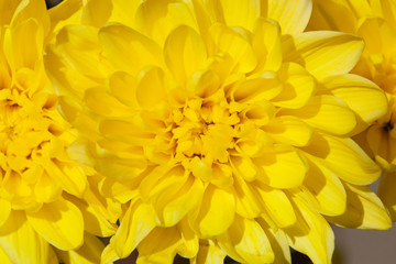 Floral background, yellow chrysanthemums close-up top view.