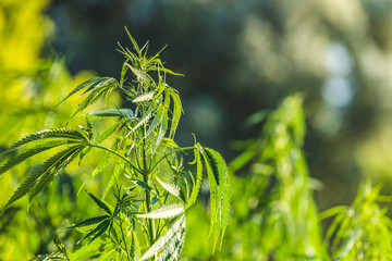 Cannabis plant in golden summer light, marijuana background with lens flare. Beautiful background of green cannabis flowers a place for copy space light toning.