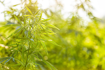 Fototapeta premium Cannabis plant in golden summer light, marijuana background with lens flare. Beautiful background of green cannabis flowers a place for copy space light toning.