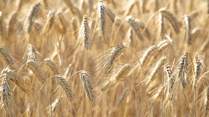 Field with ears of wheat. Background