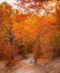 Nice autumnal scene in the forest