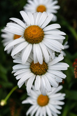 Obraz premium Margaritas y flores de primavera.