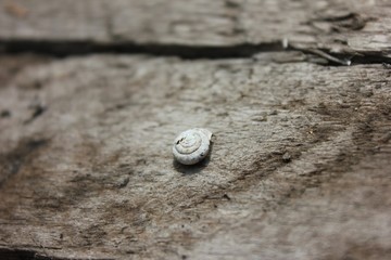 snail on the ground