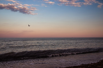 Sunset seagull silhouette on sunset water sky horizon landscape. Sunset seagull silhouette water scene. Sunset seagull in sky view