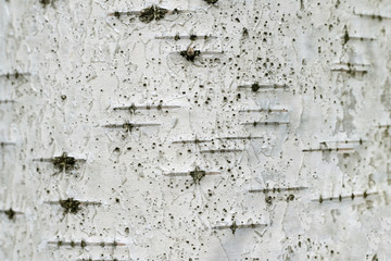 Close up texture of white birch bark.