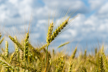 Obraz premium A ripening field of wheat on a sunny summer day.