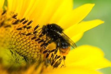 Red-tailed bumblebee (Bombus lapidarius) on a sunflower (Helianthus annuus), close-up