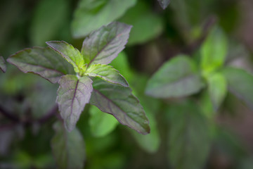 vegetable plants , Fresh organic green basilic plantation