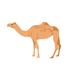 Vector stock illustration of dromedar. Camel close-up. An Eastern animal that lives in the desert. Arabic traditional transport. isolated on a white background. Ships of the desert